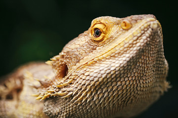 Lizard bearded agama
