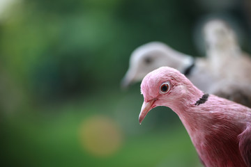 beautiful painted pigeons are sitting on your hand