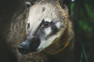 Obraz premium raccoon walks on the grass in spring