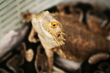 Lizard bearded agama