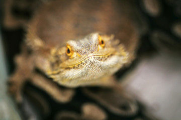 Lizard bearded agama