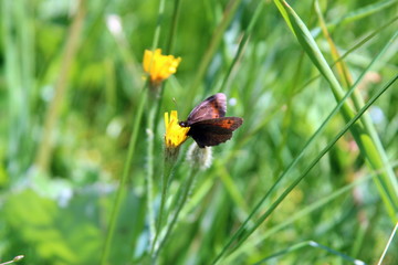 Un papillon sur une belle fleur jaune