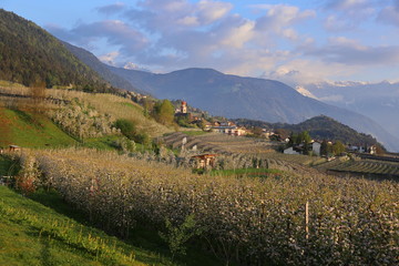 Naklejka premium Apple blossom in Tisens, South Tyrol, Italy, Europe 