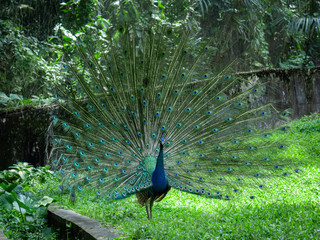 Obraz premium Peacock with open feathers