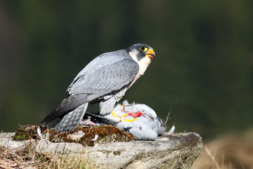 The peregrine falcon (Falco peregrinus), also known as the peregrine sitting on a stone with prey...