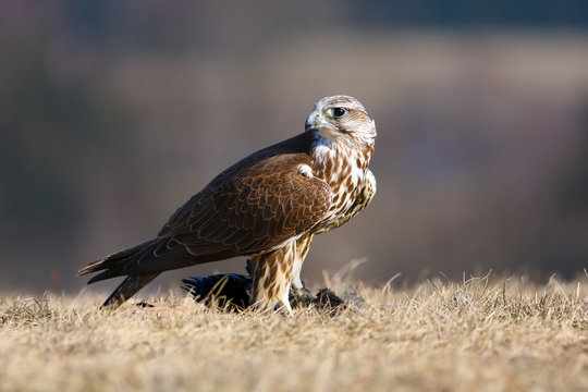 The saker falcon (Falco cherrug) female sitting on the ground in a yellow grass with prey.