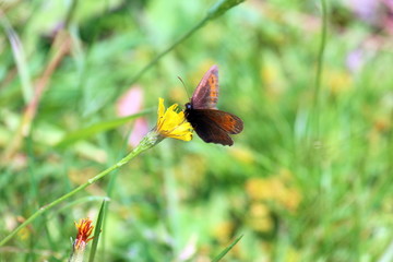 Un papillon sur une belle fleur jaune