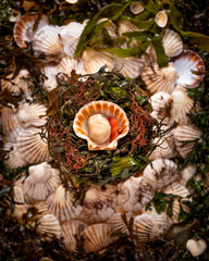 Scallops, fresh Irish seafood