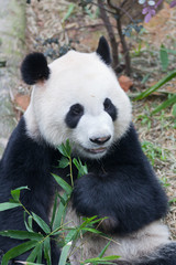 Obraz na płótnie Canvas Portrait of giant panda ,Ailuropoda melanoleuca, or Panda Bear. Close up of giant panda lying and eating bamboo surrounded with fresh bamboo.