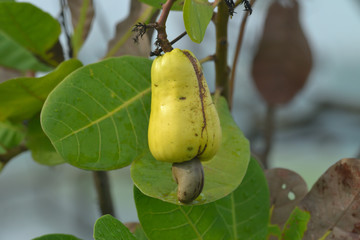 cashew nut tree