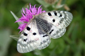 Un beau papillon blanc