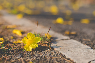 Close up Tabebuia chrysantha Nichols, Golden tree or Tallow pui falling down on the road with grass trees inserted between the cracks of the road