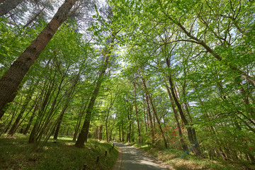 森林の公園