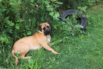 boerbull puppy laying in garden with tyre in background