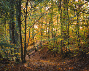 Sunlight shining through autumn foliage on path with orange leaves