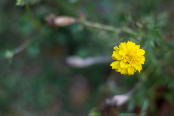 Chrysanthemum flower is a flower from species of perennial flowering plants in the family Asteraceae which is native to Asia and northeastern Europe.Here Photograph taken from Kerala,India .Orange Chr
