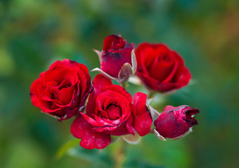 beautiful red roses bush in summer morning garden on bright summer day background.