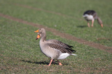 graugans