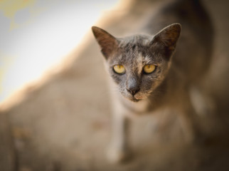 homeless cat in close up and focus on face view with blur background and thier body