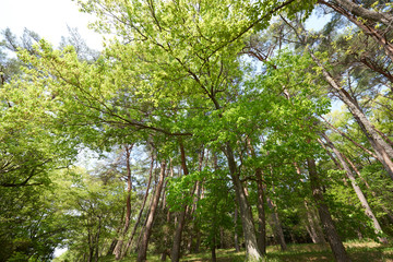 森林の公園