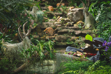   Chiang Mai, Thailand. On January 26, 2019: the image of Scenic view, gardening in the greenhouse of Queen Sirikit Botanic Garden