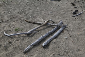 Fototapeta na wymiar Drift Wood on the sand covered beach