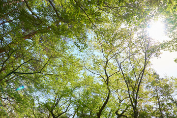 森林の公園