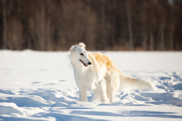 Young and beautiful russian borzoi dog or wolfhound standing on the snow in the field in winter