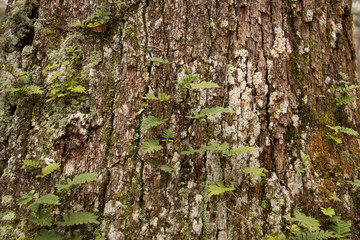 moss and fern on edge of tree with bokeh