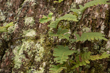moss and fern on edge of tree with bokeh