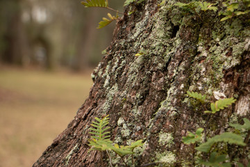 moss and fern on edge of tree with bokeh