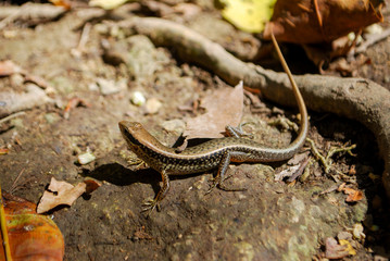 Lizard, Erawan National Park, Thailand.