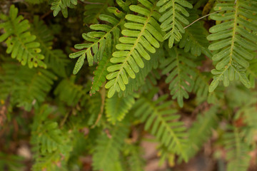 close up of fern in daylight