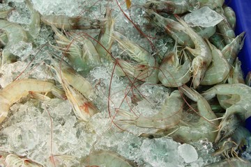 Fresh shrimp for cooking at street food