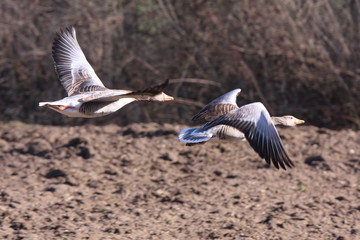 graugans im flug