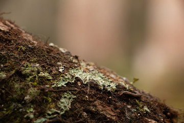 moss covered limb with bokeh © The Camera Queen 