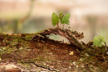 small fern on branch with arch