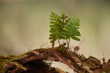 small fern on branch with arch