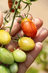 Naklejka na ściany i meble Fresh tomatoes on the tree in garden