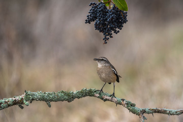 White banded Mockingbird, Patagonia, Argentina