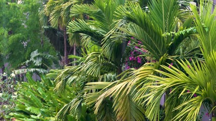 Tropical rain, rainstorm or thunderstorm raining in a green jungle environment with palm trees