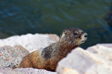 Martin the Marmot