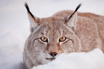 Abordable Eurasian Lynx, portrait in winter field