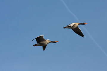 graugans im flug
