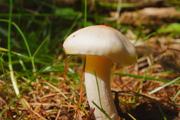 Moss forest Mushrooms