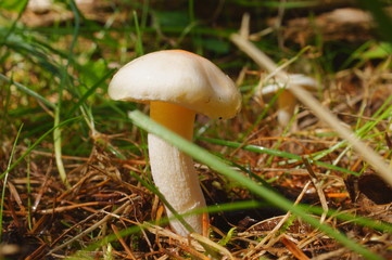 Moss forest Mushrooms