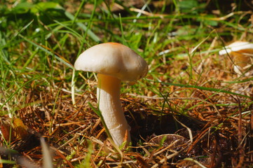 Moss forest Mushrooms