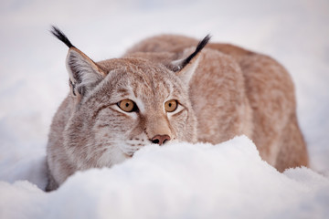 Abordable Eurasian Lynx, portrait in winter field