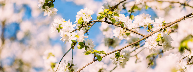 Spring blossoms apple tree in sunny day