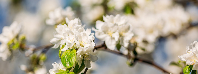 Obraz na płótnie Canvas Spring blossoms apple tree in sunny day
